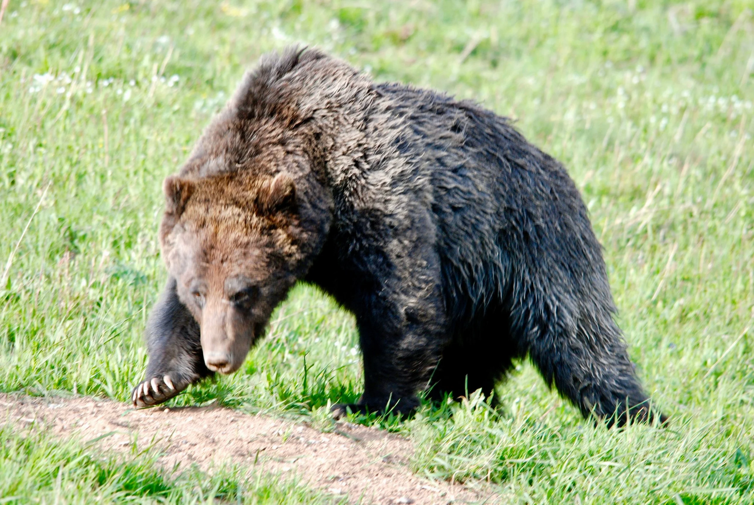 the grizzly bear - a member of the supporting cast — Rhona Weaver